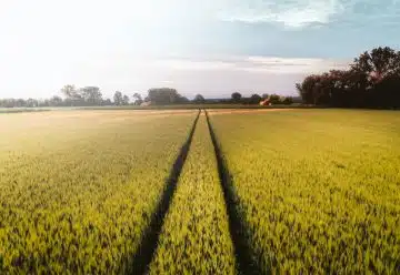 green grass field near trees at daytime
